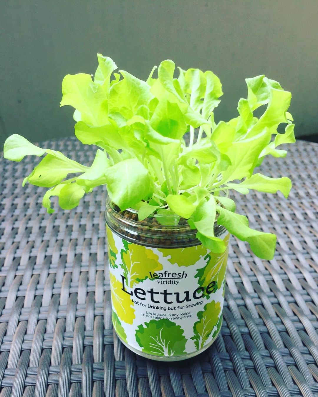 香西咲さんのインスタグラム写真 - (香西咲Instagram)「#おはよう ☀ #水耕栽培 で育てた#レタス がいい感じになったので、#ベビーリーフ として食べました🥰🥬 #初めてのお味 はとてもシャキシャキ✨😃 レタスの、植物の生命力を感じました。 一枚一枚感謝しながらいただきました🥬 #プチガーデニング  #丁寧な暮らし」6月15日 12時42分 - saki.kouzai