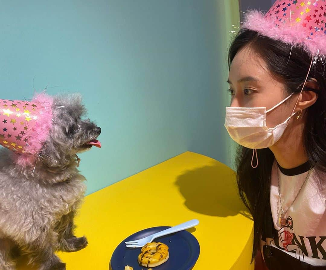 ユリ さんのインスタグラム写真 - (ユリ Instagram)「우리 두이🐶  두이용 도너츠 ♥️ #Dooe  #혁뚜네강아지카페 #petlounge525」6月15日 12時50分 - yulyulk