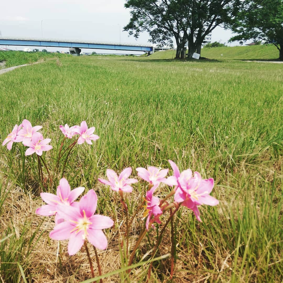 松本隆博のインスタグラム：「。 足の調子もかなり回復しました。 1週間ぶりに早朝、走りました (^-^)。と言っても(10分歩く5分軽く走る)を90分程度。 朝は気持ちいいですねー(^-^) ～人生遊歩道～」