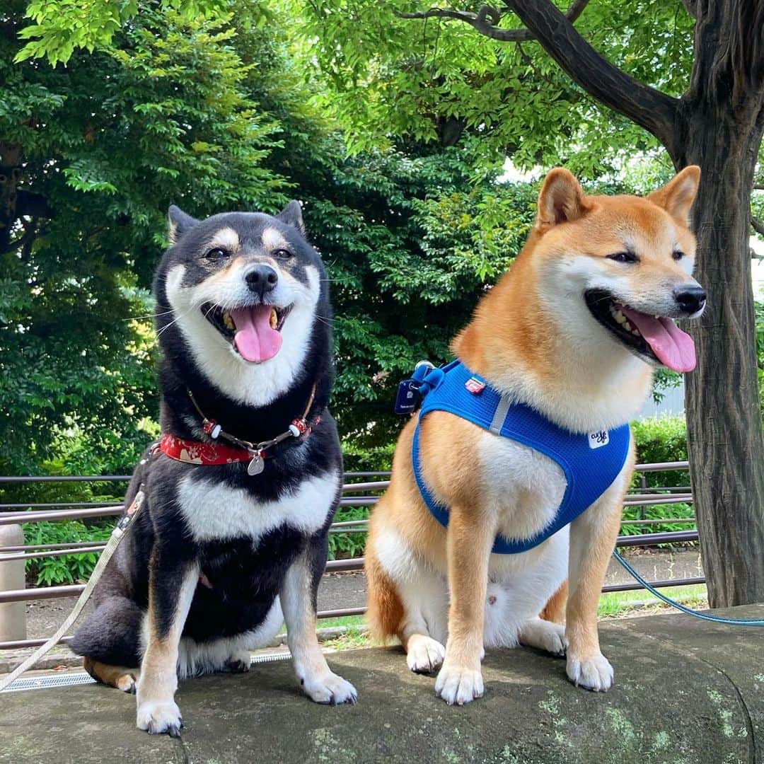 vo_coのインスタグラム：「🐶🐶 新緑眩しい森にお散歩しに行ってきた！ ぽん太くんと仲良く歩いて2ショット撮ってきたよ 週間予報で今週全部雨だと思ってたけどいつの間にかずーっと晴れ☀️になってた… この時間帯のお散歩、そろそろキツくなってきたね…そろそろ早朝散歩にシフトしなくては…！ * #shibastagram #instashiba #shiba #shibainu #黒柴 #柴犬」