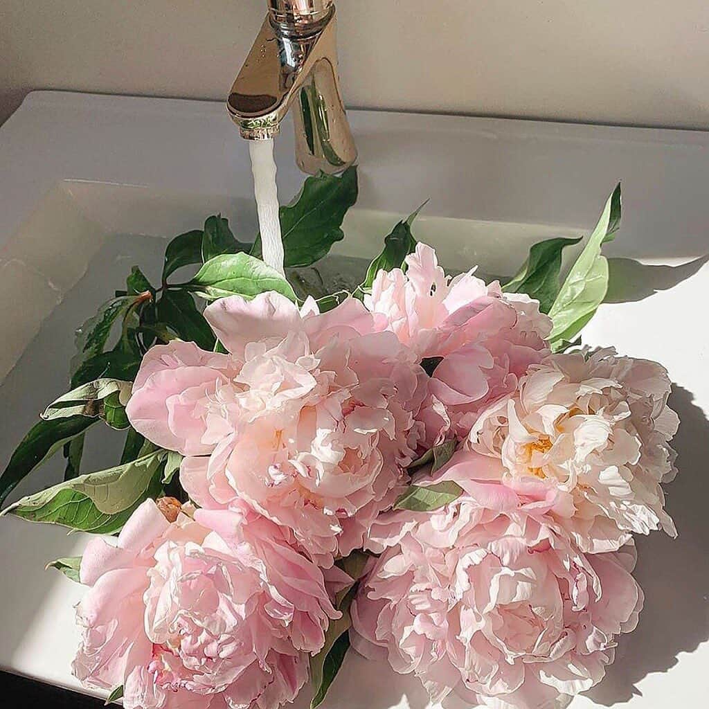 カロリーナさんのインスタグラム写真 - (カロリーナInstagram)「窓がたくさんある家に住みたい😳 こんな風に光が入ってくると綺麗なんだよねぇ  #flowers #instagood #instalike #love #weheartit」6月15日 13時30分 - karolina0824