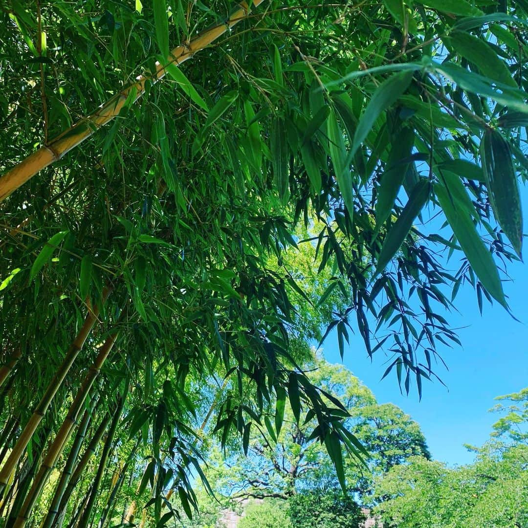 皇居ランナビのインスタグラム：「今日は真夏日確定☀️ どんどん気温が上がっています💦 こんな日に屋外で運動する方は、特に熱中症に気をつけてくださいね😂  喉が乾く前の水分補給を心がけましょう〜  写真は皇居東御苑の本丸地区にある竹林です✨ ちょっと涼しい気持ちになれませんか😊  #熱中症予防声かけ #皇居 #皇居ランナビ #皇居ラン #皇居ランナー #おもてなしランナー #ランニング #ハシリマスタグラム #running #runner」