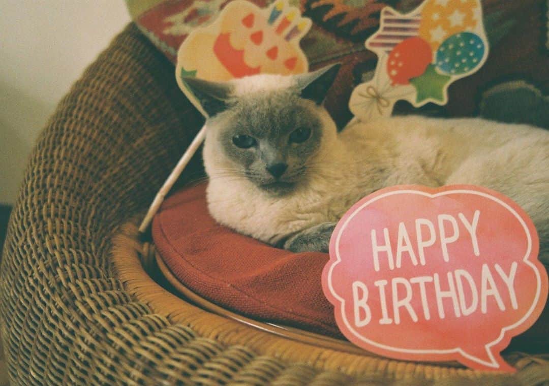 松田青子のインスタグラム：「先月、誕生日の猫です。  #naturaclassica #fujifilmxt100」