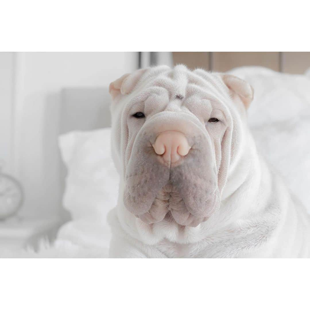 annie&pADdinGtoNさんのインスタグラム写真 - (annie&pADdinGtoNInstagram)「It was sometime past two in the afternoon and Lambington felt deeply offended when asked if he thought it may be time for him to get up #millennials #ohdear #grumpyboy #sleepallday #sharpei #lambington #sharpeisofinstagram #sharpeiworld #wrinkles #sleepy #dog #dogs #dogsofinstagram #dogslover #dogslife #instagood #weeklyfluff #doglover #iloveyoutothemoonandback」6月15日 14時03分 - anniepaddington