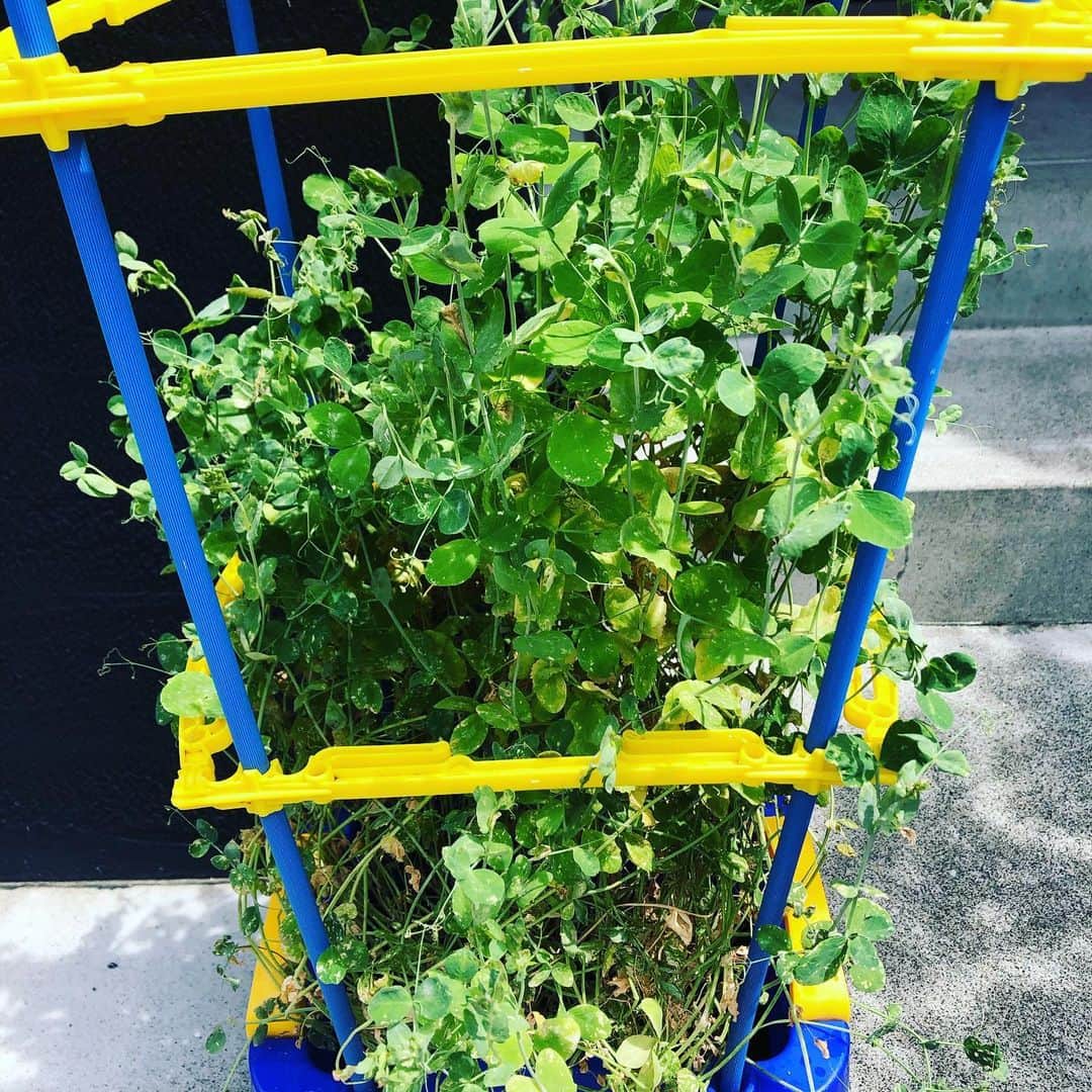 U-tanのインスタグラム：「自粛期間中に切った豆苗に水あげてたらかなり伸びたから朝顔の鉢に入れ替えて水をあげつづけたら花咲きそう！！怖っ、エグっ、クサっ。」