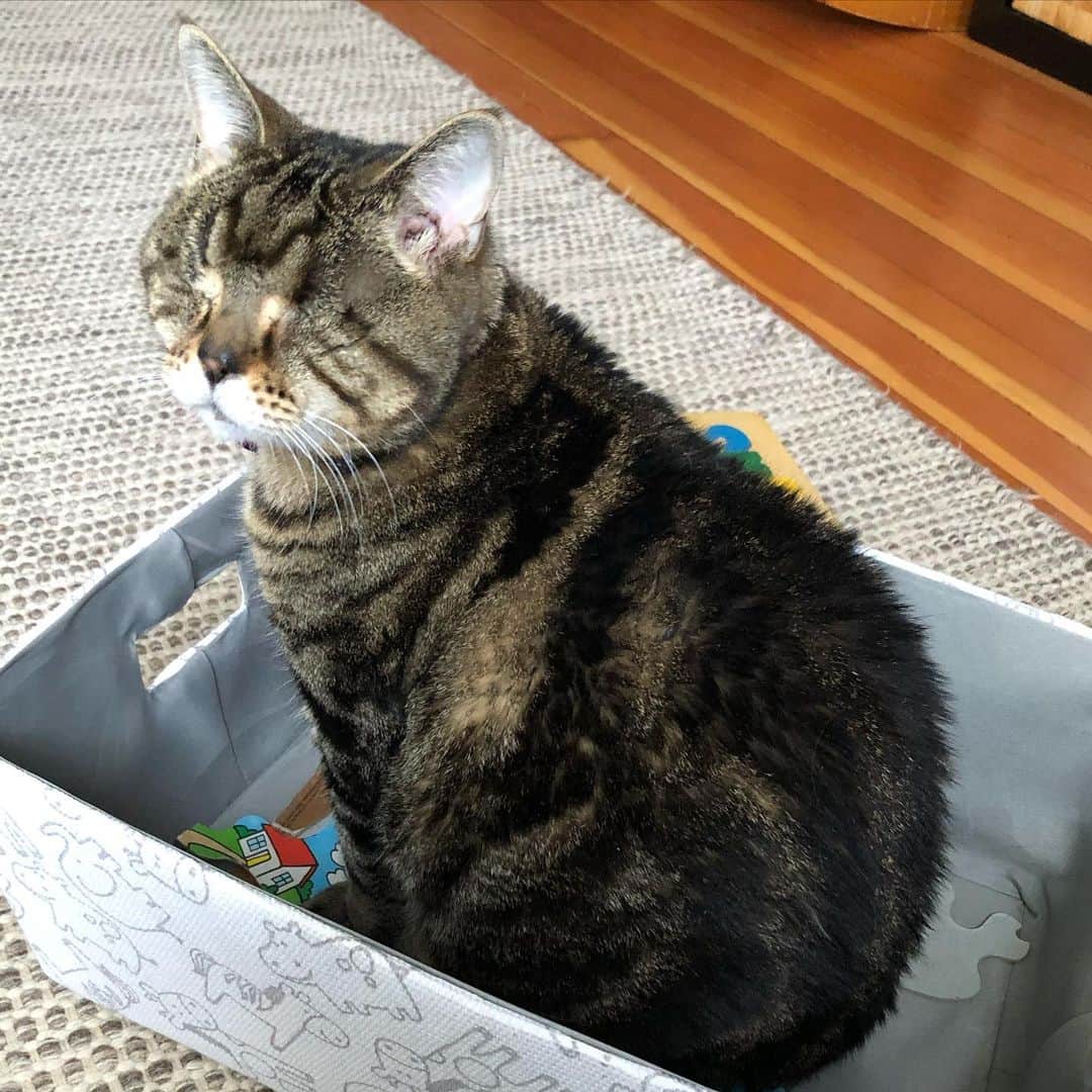 マチルダのインスタグラム：「Nothing beats a new place to explore! #catsofinstagram #aliencatmatilda」