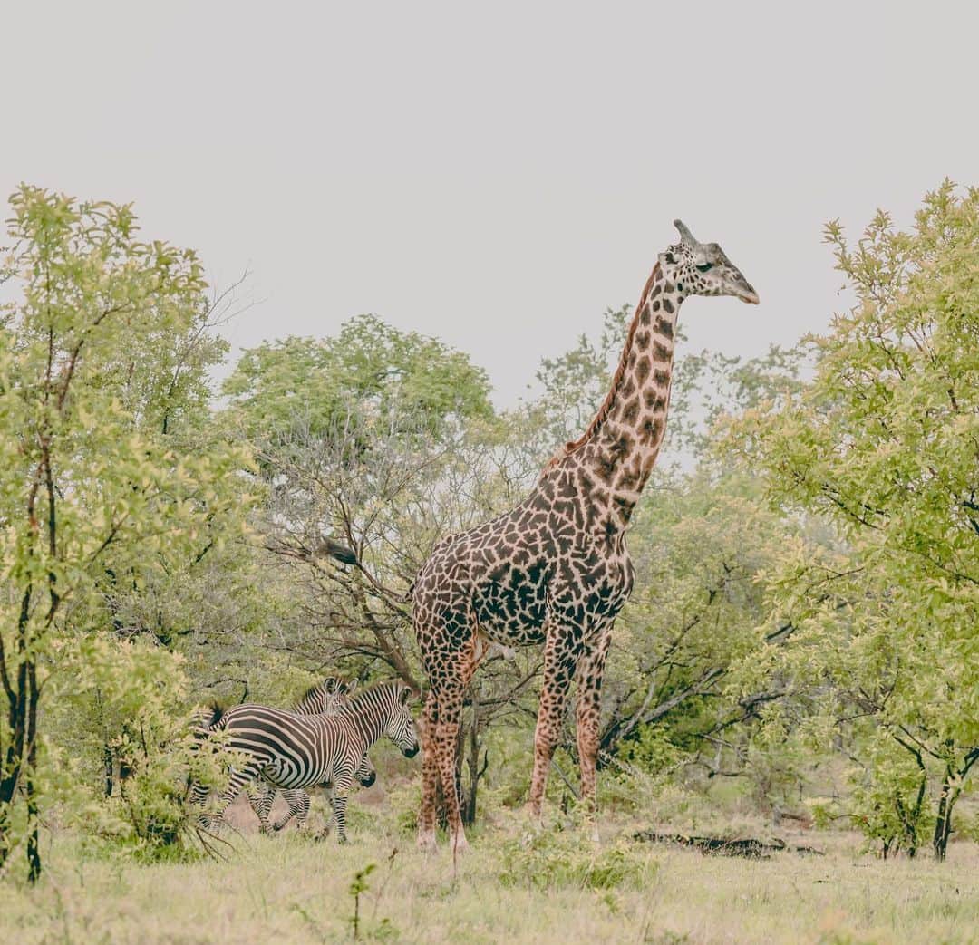 Giann Chanさんのインスタグラム写真 - (Giann ChanInstagram)「Once the quarantine is over, I'll literally disappear in a hot sec.  #Quarantine #Throwback #Misstraveling #😫 #Africa #Giraffe #Safari #pinksunset #Ctytravelmap」6月15日 14時08分 - chan.tsz.ying