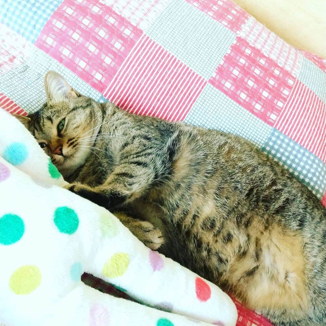 高口里純さんのインスタグラム写真 - (高口里純Instagram)「ねむねむ😪💤💤 #猫#きじとら猫 #ねむねむ#ねこすたぐらむ #にゃんすたぐらむ #暑い日  #cat#catstagram #pet#sleeping」6月15日 19時53分 - takaguchijay