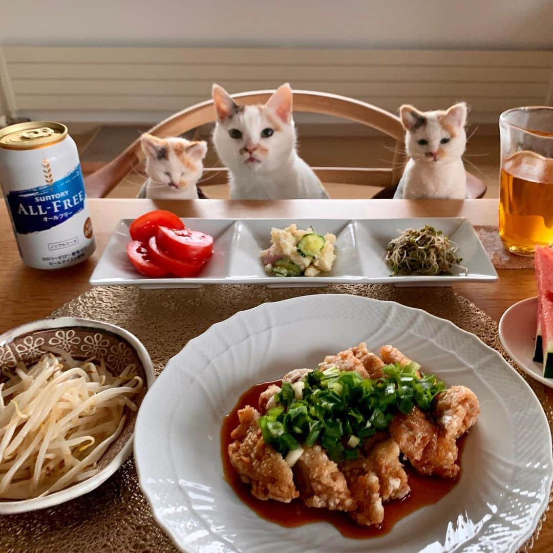 マルさんのインスタグラム写真 - (マルInstagram)「🍽 学ぶって大事 栗原はるみさんレシピに間違いなし！ めちゃめちゃ美味しくできました😆 こんな美味しい油淋鶏つくれたら 好きな人の胃袋ゲットできちゃうにゃ ₍^·͈༝·͈^ฅね、ダーリン❤️ . #oisixではるみレッスン  @oisix 栗原はるみさんの 『おうちで学べる3か月の料理教室』は わかりやすいレシピ＆食材付きで レッスン動画も見られます。 ひと手間かけるポイントやコツを教えて もらえるのはレッスンの楽しみ🎶 明日もまた食べたい！ごちそう様でした😆 . Lesson1  本日のメニューは ＊油淋鶏 ＊もやし炒め . 他、ポテサラ、スーパースプラウト、🍅🍉ノンアル、ジャスミン茶、追加してます。 . #おうち時間#ミールキット#kitoisix公式プレミアムモニター#kitoisix #oisix#オイシックス#cat#おうちごはん#猫#三毛猫#ねこ部#夕食#猫との暮らし#料理#catsgato #catstagram#instagood #ペコねこ部#cute#ふわもこ部#にゃんすたぐらむ」6月15日 19時46分 - maruruna