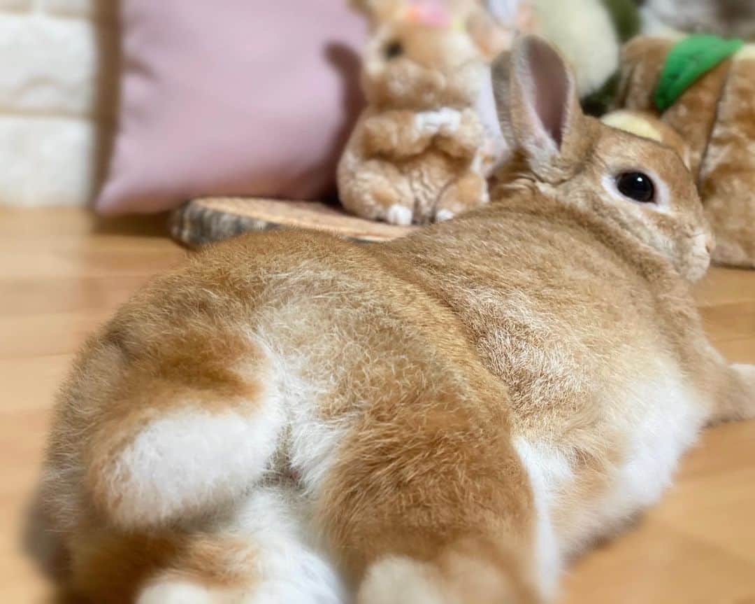 ラン?さんのインスタグラム写真 - (ラン?Instagram)「うさケツ曜日♡ もふもふ(っ^ω^c)もふ～ん💕💕 ☆ セクシープリケツ😚💕 顔埋めたくなる((( *´ω`)´ω｀o)ｽﾘｽﾘ💓💓 ☆ #うさけつ #おちり #うさケツ曜日  #うさけつようび  #ぷりけつ  #うさぎ #ネザーランドドワーフ #rabbit #bunny #bunnystagram  #rabbitstagram  #cute  #かわいい #ふわもこ部  #もふもふ  #zip写真部  #アニマル写真部 #instagramjapan #netherlanddwarf #うさぎと暮らす  #うさぎのいる暮らし #癒し #kawaii #ランちゃん  2020.06.15」6月15日 19時46分 - mofumofuusako