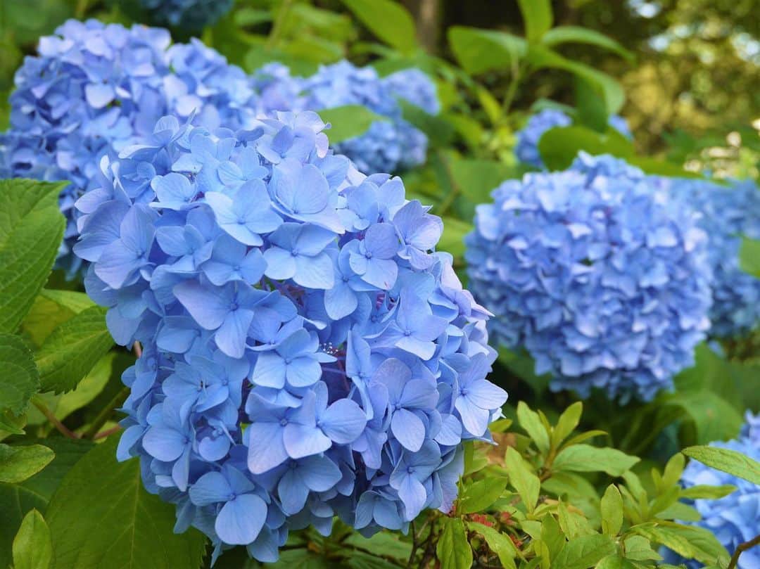 東京都庭園美術館さんのインスタグラム写真 - (東京都庭園美術館Instagram)「【開催中｜東京モダン生活展】 蒸し暑い季節となり、梅雨入りも発表されましたが、西洋庭園では色とりどりの紫陽花が見ごろを迎えております。 東京都庭園美術館は6月１日より再開いたしました。皆さまのご来場を心よりお待ちしております。  #東京都庭園美術館 #東京 #旧朝香宮邸 #庭園 #夏 #植物 #自然 #紫陽花 #tokyometropolitanteienartmuseum #teienartmuseum #tokyo #garden #summer #flower #nature #hydrangea #TokyoTokyoFESTIVAL」6月15日 14時25分 - teienartmuseum