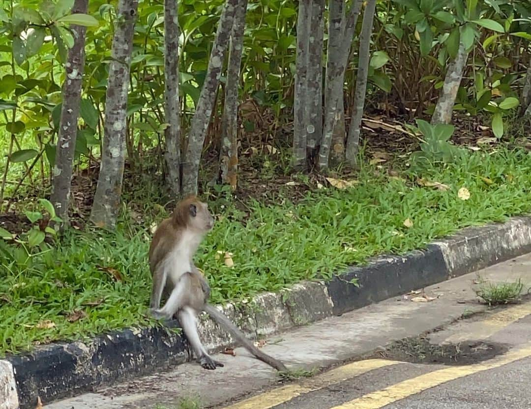 畑田亜希さんのインスタグラム写真 - (畑田亜希Instagram)「MacRitchie Reservoir Park ・ シンガポールにこんな絶景があったなんて✨ ・ 綺麗過ぎて言葉にならない❤️ ・ 約10キロのハイキングコース⛰ Tree top walk は残念ながら閉まってて行けなかったけど、この夕陽を見れて大満足🥰 ・ 途中豪雨で泥だらけ、ビショ濡れになったけど、どれも楽しかった〜😆⛈ ・ 真っ白いスニーカーが帰りはブラックに🖤 ・ #2020 #sg #singapore #macritchiereservoir #macritchietreetopwalk  #sunset」6月15日 15時05分 - akihatada