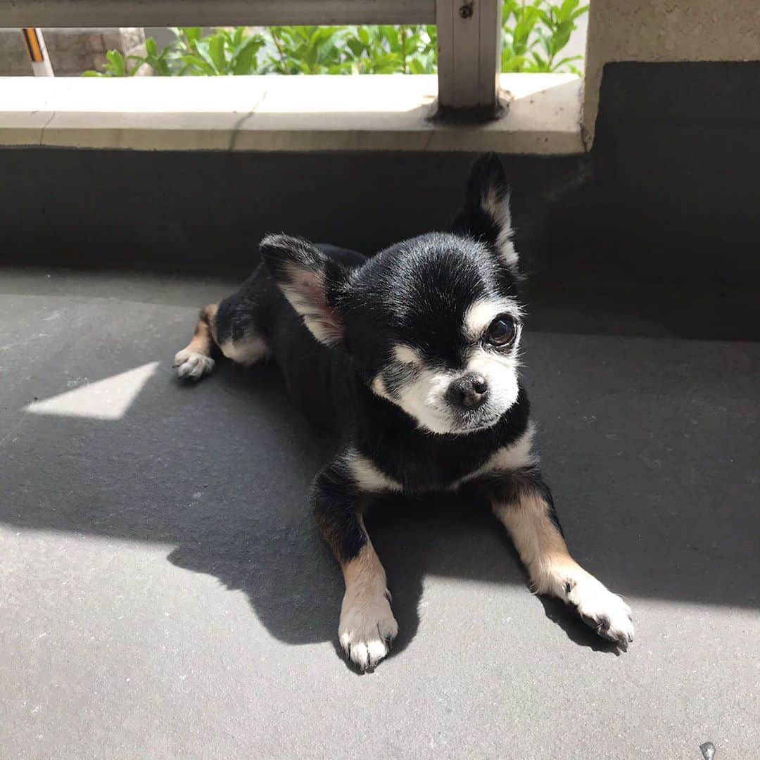 児玉菜々子さんのインスタグラム写真 - (児玉菜々子Instagram)「大あくびたけし🌱  こんなに暑いのに毎日ベランダに出たがります🥵笑  #たけし #chihuahua  #チワワ #dog」6月15日 14時58分 - nanaco.conana