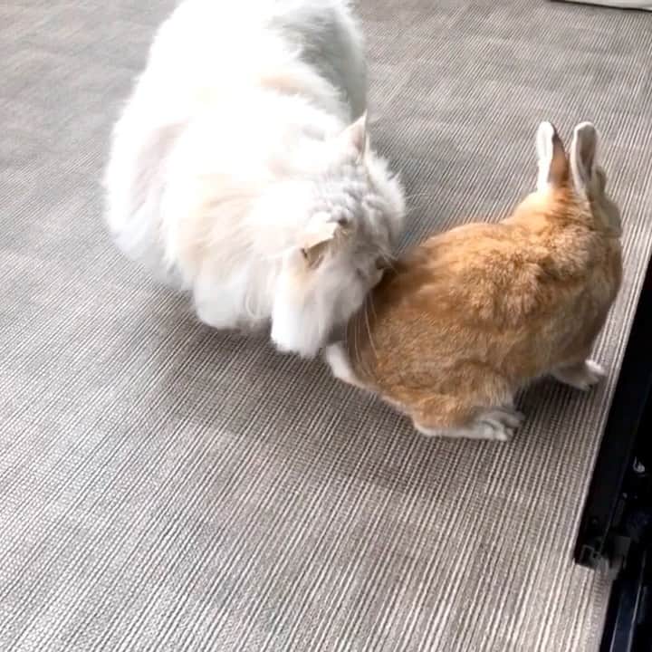 bunny & 2 catsのインスタグラム