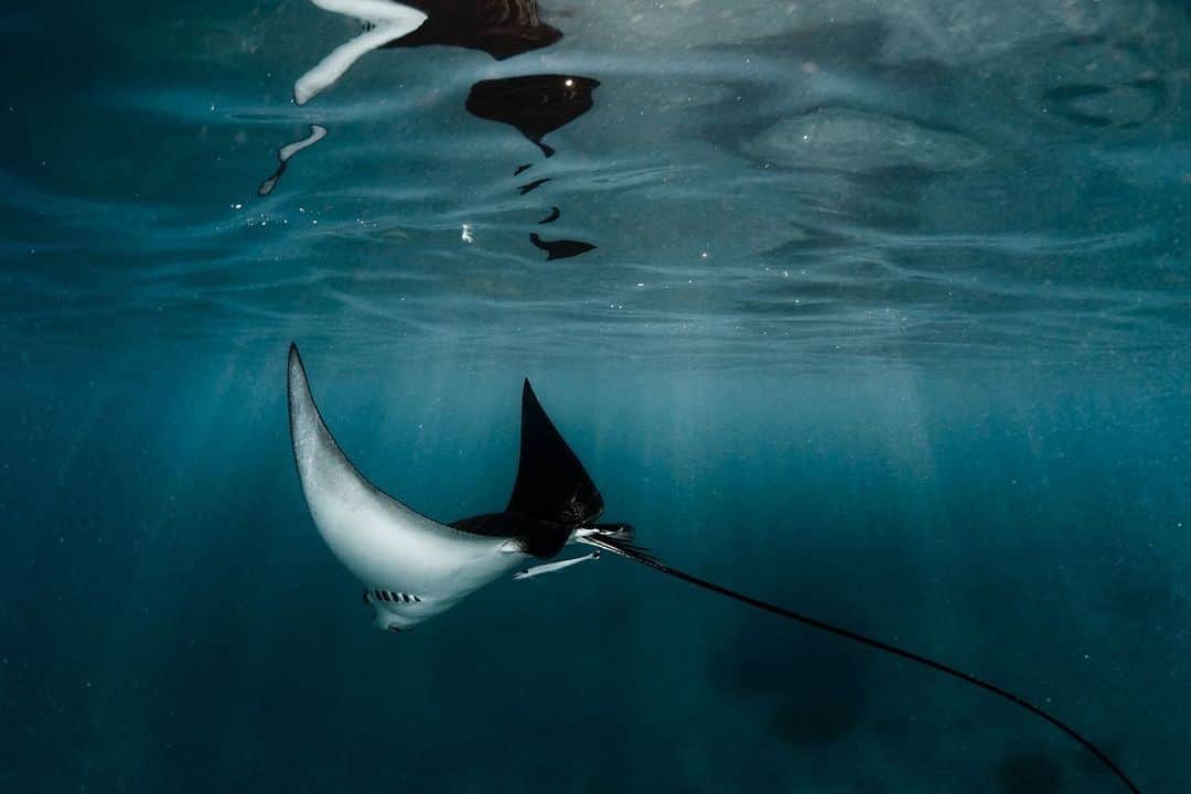 Nikon Australiaさんのインスタグラム写真 - (Nikon AustraliaInstagram)「"Heron Island boasts an incredible amount of wildlife that can be encountered only metres from the shore. These White-spotted eagle rays were photographed in the early morning in the shallow waters" - @alexkyddphoto⁣ ⁣ Camera: Nikon D810⁣ Lens: AF FISHEYE-NIKKOR 16mm F/2.8D⁣ ⁣ #Nikon #MyNikonLife #NikonAustralia #UnderwaterPhotography #EagleRays」6月15日 15時31分 - nikonaustralia