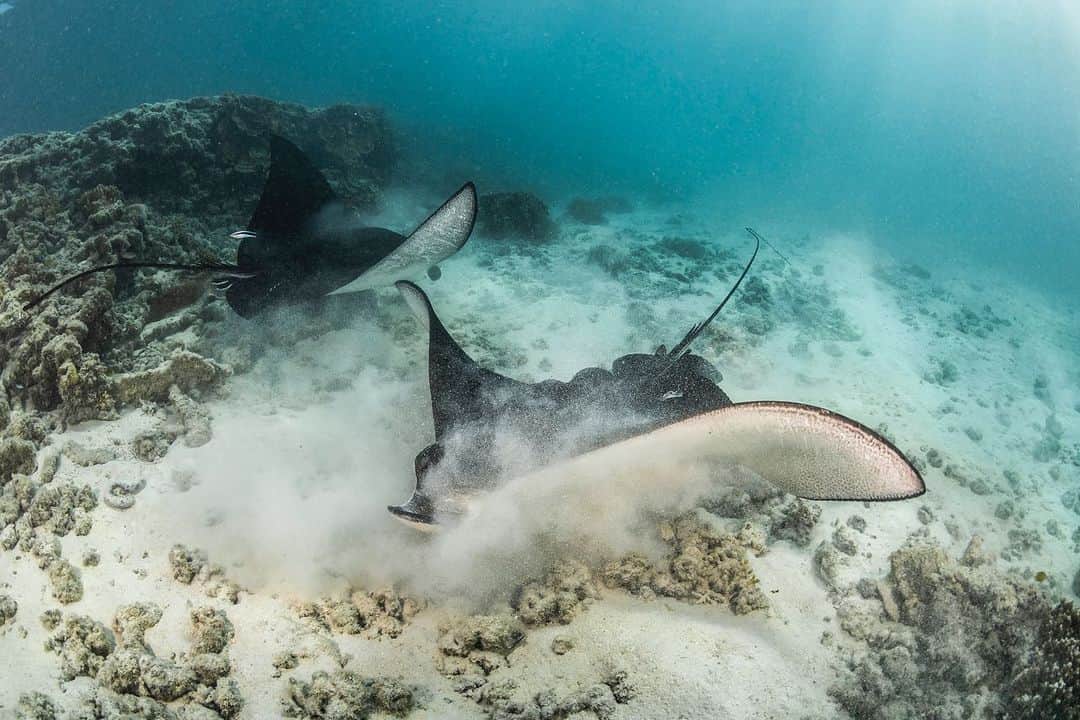 Nikon Australiaさんのインスタグラム写真 - (Nikon AustraliaInstagram)「"Heron Island boasts an incredible amount of wildlife that can be encountered only metres from the shore. These White-spotted eagle rays were photographed in the early morning in the shallow waters" - @alexkyddphoto⁣ ⁣ Camera: Nikon D810⁣ Lens: AF FISHEYE-NIKKOR 16mm F/2.8D⁣ ⁣ #Nikon #MyNikonLife #NikonAustralia #UnderwaterPhotography #EagleRays」6月15日 15時31分 - nikonaustralia