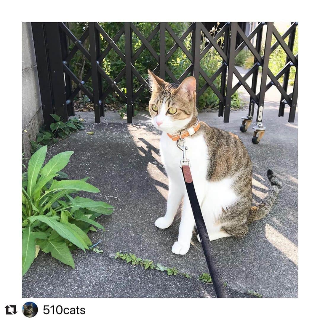 ねこさんのインスタグラム写真 - (ねこInstagram)「【#ねこは人を笑顔にする】❣️ 外でのんびりお散歩🚶‍♀️🌬♪今日は天気がよくて、ヨカッタネ😍💓 @510cats さん、ありがとう😸☀️ #Repost @510cats with @make_repost ・・・ もともとが野良だけあって 外に出たがる子。 自由にお外に出すのは あまりにも危険が多すぎるので たまにリードをつけてお散歩。 自由気ままに行きたいところに 私が着いていくスタイル。 日向ぼっこ出来てよかったね！  #保護猫と暮らす #保護猫を家族に #ねこがいる生活 #ネコスタグラム #ねこすきさんと繋がりたい #保護猫を家族に迎えるという選択 #ねこは人を笑顔にする #ライムちゃん #お散歩する猫 #日向ぼっこ猫」6月15日 15時52分 - neko_magazine