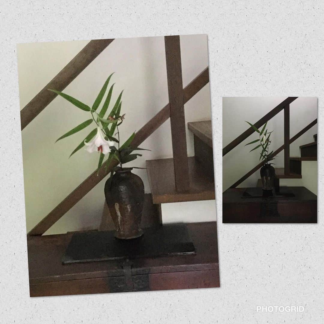 ヒロミチナカノさんのインスタグラム写真 - (ヒロミチナカノInstagram)「備前焼の徳利型器(銘..船虫)に笹百合と柿蘭を入れました。笹百合は枝葉が華奢な割りに花の大きさが大きいのでちょっとした風にも揺れて風情があります。#flowers ＃flowerinstagram  #笹百合」6月15日 16時02分 - hiromichinakano_official