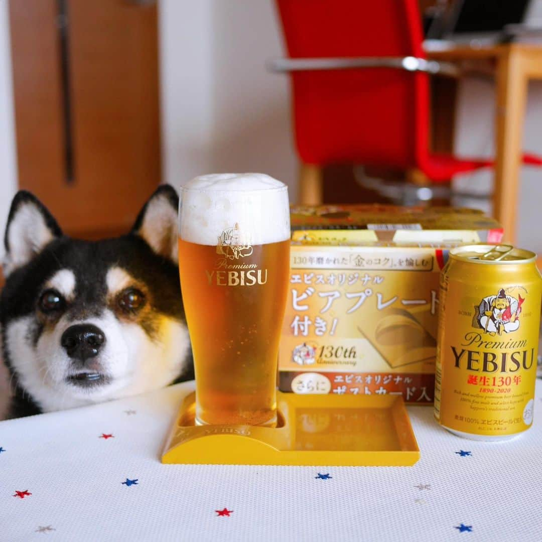 くろさんのインスタグラム写真 - (くろInstagram)「本日もお疲れちゃんでした🍺 相変わらずオマケ(ノベルティ)に弱い😅 #誕生130年 #PremiumYEBISU #ヱビスオリジナルビアプレート付き #エビスオリジナルビアプレート付き #ヱビスビール130周年 #エビスビール130年 #130年磨かれた金のコク #130年磨かれた金のコクを愉しむ #恵比寿麦酒 #サッポロビール #目線の先にはおやつ #withコロナ #おうち飲み #おうち呑み #kuroshiba #shibainu #黒柴 #柴犬 #和犬 #日本犬 #ふわもこ部 #ふわもこ部わんこ #ふわもこ部ワンコ #わんこのいる暮らし #わんこと一緒 #わんことの生活 #わんこと暮らす #柴犬と一緒 #柴犬のいる暮らし #柴犬のいる生活」6月15日 16時51分 - m6bmw