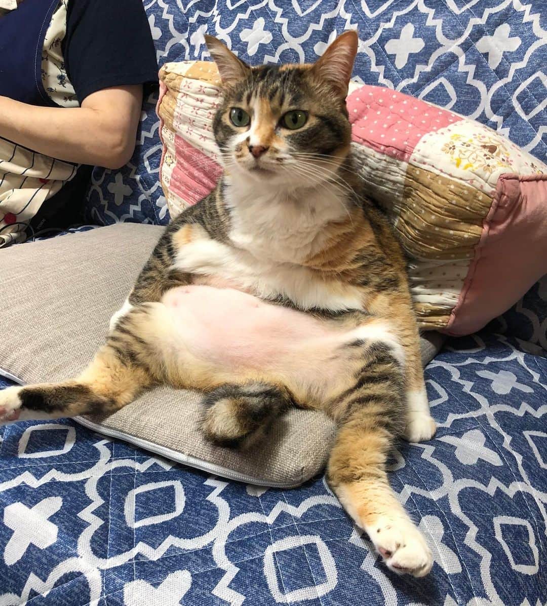 9GAGさんのインスタグラム写真 - (9GAGInstagram)「Me coming out of quarantine after eating 5 meals per day 📸 tomikopinkcats | TW - @meowed #cat #quarantine #tummy #ねこ #9gag」6月15日 16時53分 - 9gag