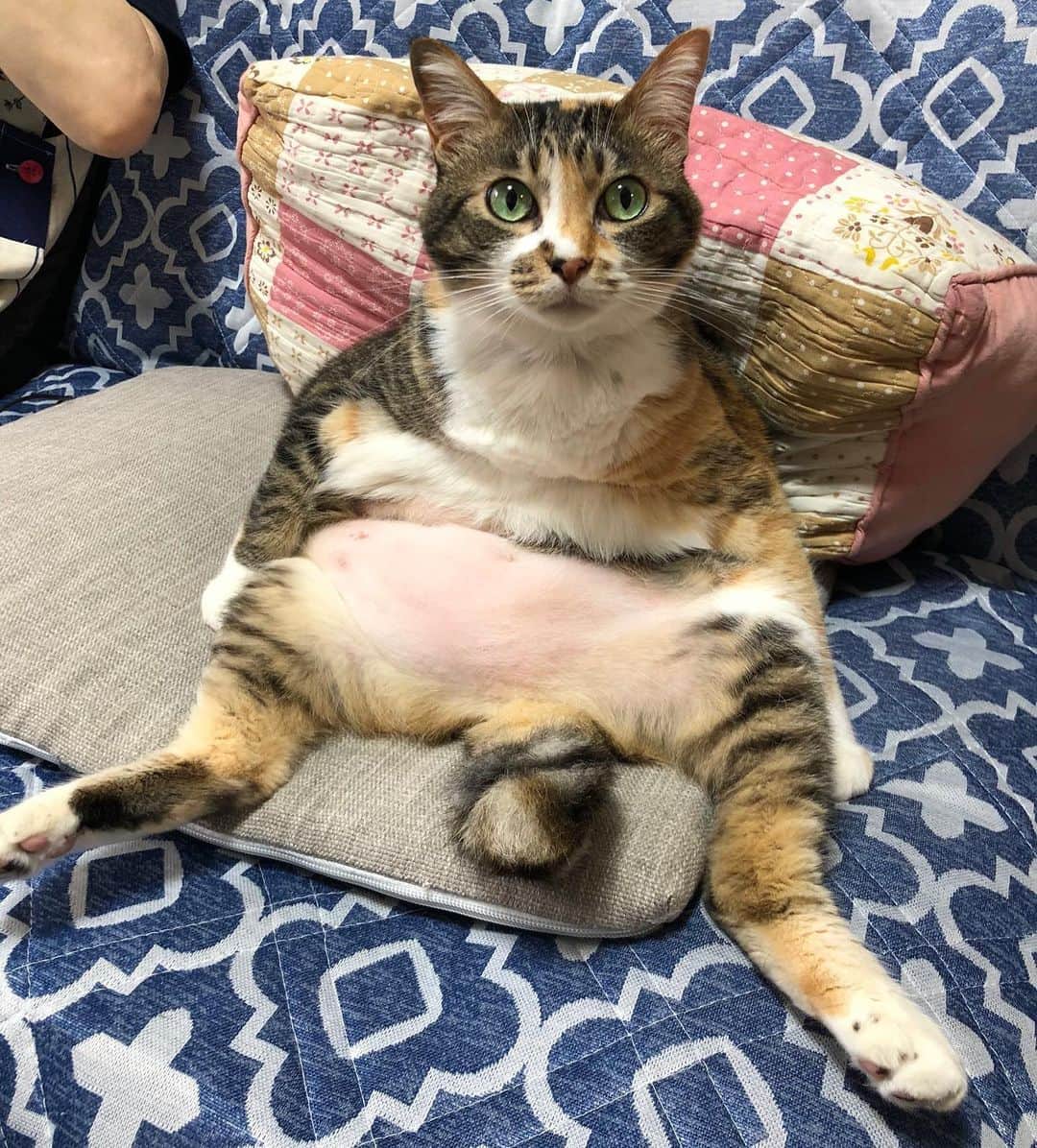 9GAGさんのインスタグラム写真 - (9GAGInstagram)「Me coming out of quarantine after eating 5 meals per day 📸 tomikopinkcats | TW - @meowed #cat #quarantine #tummy #ねこ #9gag」6月15日 16時53分 - 9gag