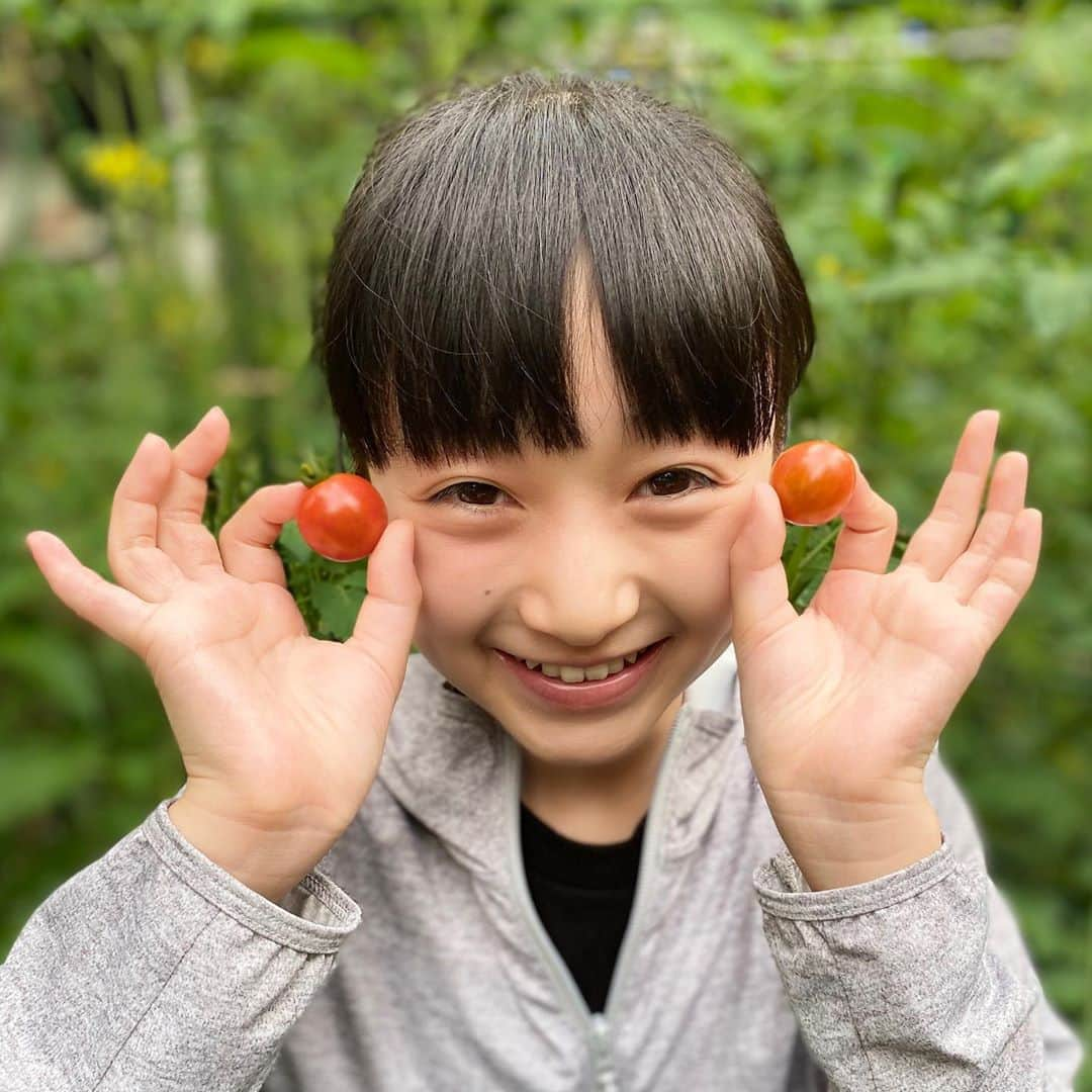 横溝菜帆さんのインスタグラム写真 - (横溝菜帆Instagram)「やっと普通に学校が始まりました。 まだ出来る事は限られているけど、みんなと学校に行くことができて嬉しいです💕 ・ 家庭菜園で育てたミニトマトを、2つだけ収穫できました🍅 明日のお弁当に早速入れます☺️ ・ ・ #ミニトマト #家庭菜園 #横溝菜帆」6月15日 17時29分 - y_naho_te