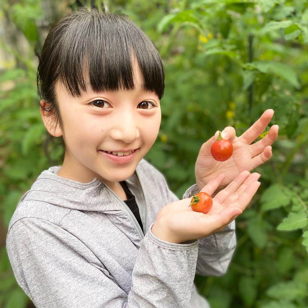 横溝菜帆さんのインスタグラム写真 - (横溝菜帆Instagram)「やっと普通に学校が始まりました。 まだ出来る事は限られているけど、みんなと学校に行くことができて嬉しいです💕 ・ 家庭菜園で育てたミニトマトを、2つだけ収穫できました🍅 明日のお弁当に早速入れます☺️ ・ ・ #ミニトマト #家庭菜園 #横溝菜帆」6月15日 17時29分 - y_naho_te