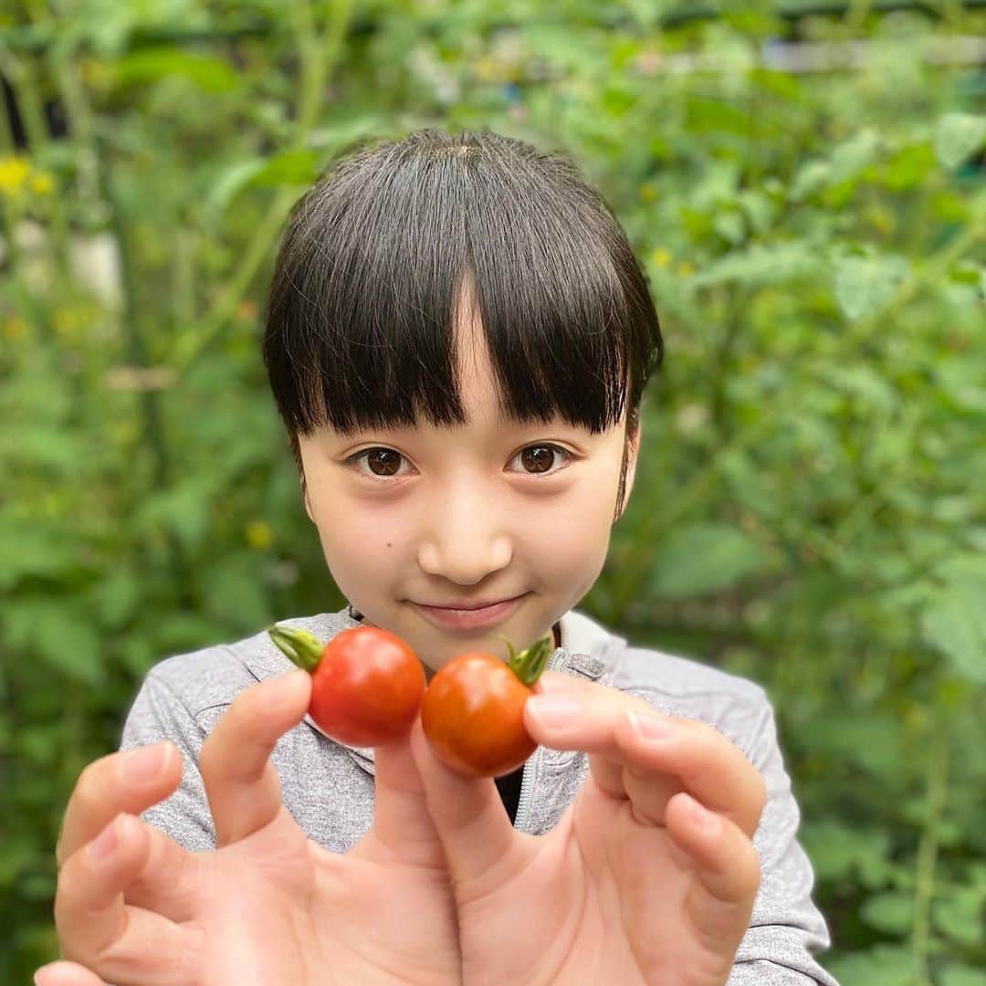 横溝菜帆さんのインスタグラム写真 - (横溝菜帆Instagram)「やっと普通に学校が始まりました。 まだ出来る事は限られているけど、みんなと学校に行くことができて嬉しいです💕 ・ 家庭菜園で育てたミニトマトを、2つだけ収穫できました🍅 明日のお弁当に早速入れます☺️ ・ ・ #ミニトマト #家庭菜園 #横溝菜帆」6月15日 17時29分 - y_naho_te
