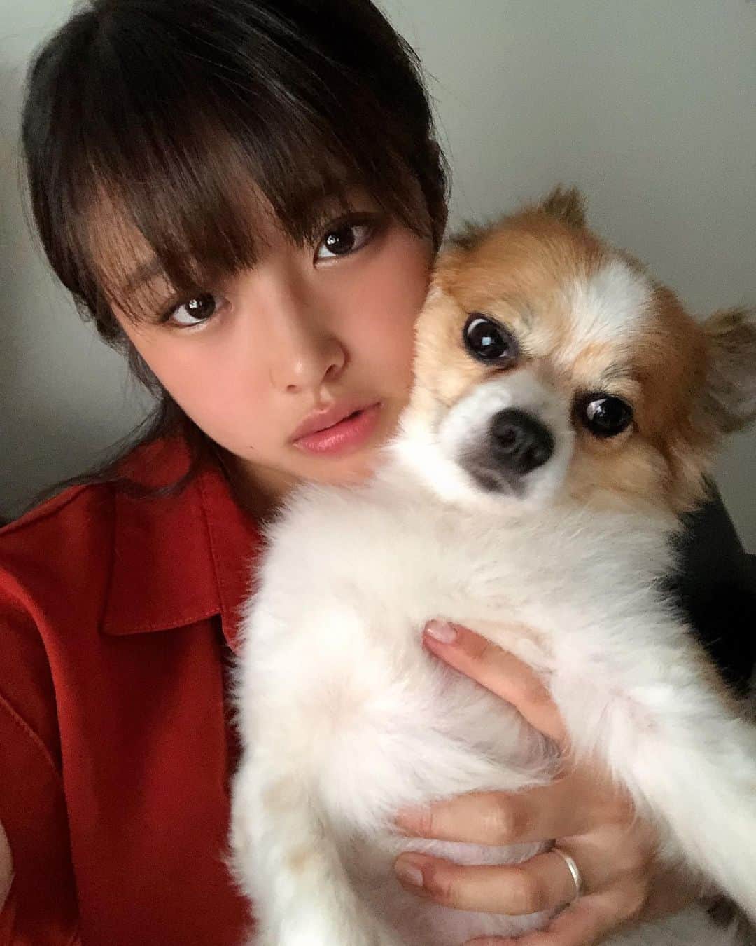 石井美音奈のインスタグラム：「レオとパシャリ📸 本読んでても編集してても上に乗ってくる。作業が進まないが一旦休憩😀  #ワンチャン #レオ #日常」