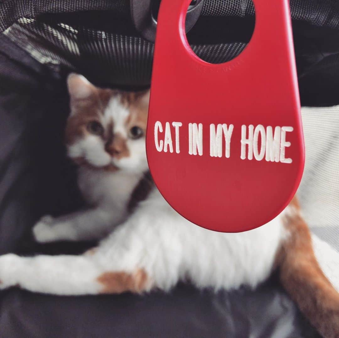 外山輝信さんのインスタグラム写真 - (外山輝信Instagram)「41世紀 @41stcentury による「CAT IN MY HOME」キーホルダー フロム カナダ〜。Made in CANADA. #ほんとか 41世紀は、いつも斜め上の、でも（だから？）欲しくなるもの（生活不必需品）を作っている。 こんなの付けている人がいたら、自然と「猫と暮らしているんですか〜、うちにもananの表紙になった猫がいるんですぅ〜」と、マウントとりぎみの会話が生まれちゃうな。 付けてる人、まだ見かけたことないけど… 話は変わりますが、ワイキキのアカウント @waikiki_inc にDがいます。」6月15日 17時49分 - terunobu_toyama