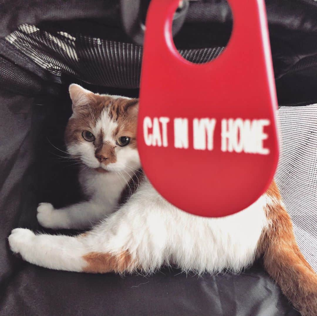 外山輝信さんのインスタグラム写真 - (外山輝信Instagram)「41世紀 @41stcentury による「CAT IN MY HOME」キーホルダー フロム カナダ〜。Made in CANADA. #ほんとか 41世紀は、いつも斜め上の、でも（だから？）欲しくなるもの（生活不必需品）を作っている。 こんなの付けている人がいたら、自然と「猫と暮らしているんですか〜、うちにもananの表紙になった猫がいるんですぅ〜」と、マウントとりぎみの会話が生まれちゃうな。 付けてる人、まだ見かけたことないけど… 話は変わりますが、ワイキキのアカウント @waikiki_inc にDがいます。」6月15日 17時49分 - terunobu_toyama