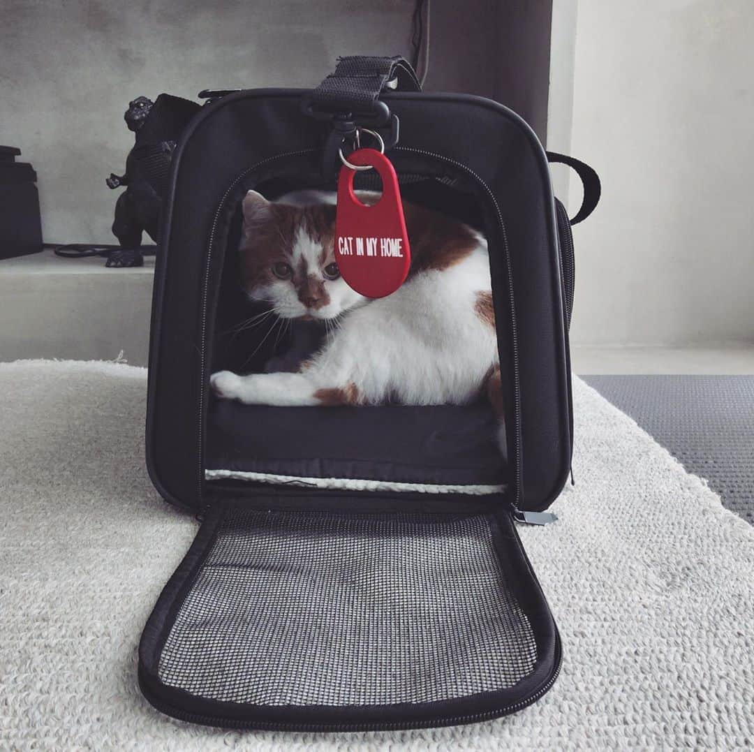 外山輝信さんのインスタグラム写真 - (外山輝信Instagram)「41世紀 @41stcentury による「CAT IN MY HOME」キーホルダー フロム カナダ〜。Made in CANADA. #ほんとか 41世紀は、いつも斜め上の、でも（だから？）欲しくなるもの（生活不必需品）を作っている。 こんなの付けている人がいたら、自然と「猫と暮らしているんですか〜、うちにもananの表紙になった猫がいるんですぅ〜」と、マウントとりぎみの会話が生まれちゃうな。 付けてる人、まだ見かけたことないけど… 話は変わりますが、ワイキキのアカウント @waikiki_inc にDがいます。」6月15日 17時49分 - terunobu_toyama