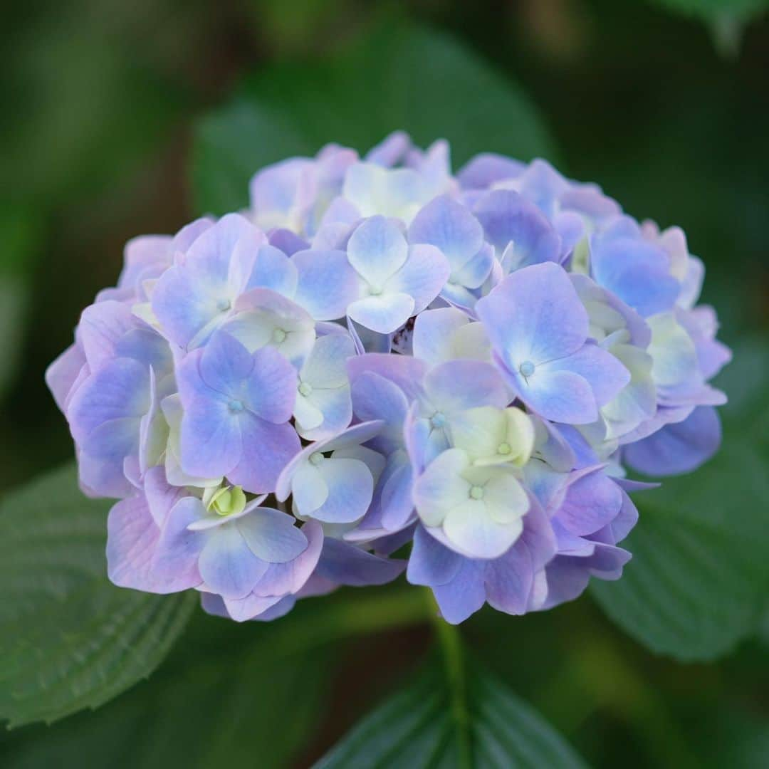 奈良 長谷寺 / nara hasederaさんのインスタグラム写真 - (奈良 長谷寺 / nara hasederaInstagram)「#安治佐為 のうつろい  When the #hydrangea changed color, the chief priest of @hase_dera changed.  #長谷寺 #奈良長谷寺 #総本山長谷寺 #花の御寺 #奈良 #hasedera #hasederatemple #temple #japan #japanesetraditional #pilgrimage #nara #tourism #sightseeing #japanesetemple #西国 #西国三十三所 #霊場 #巡礼 #四寺巡礼 #長谷寺が好き」6月15日 18時08分 - hase_dera