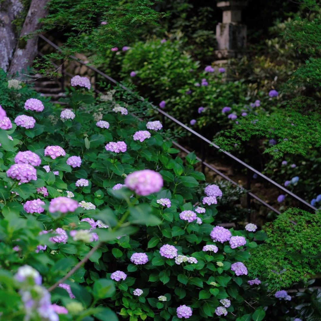 奈良 長谷寺 / nara hasederaさんのインスタグラム写真 - (奈良 長谷寺 / nara hasederaInstagram)「#安治佐為 のうつろい  When the #hydrangea changed color, the chief priest of @hase_dera changed.  #長谷寺 #奈良長谷寺 #総本山長谷寺 #花の御寺 #奈良 #hasedera #hasederatemple #temple #japan #japanesetraditional #pilgrimage #nara #tourism #sightseeing #japanesetemple #西国 #西国三十三所 #霊場 #巡礼 #四寺巡礼 #長谷寺が好き」6月15日 18時08分 - hase_dera