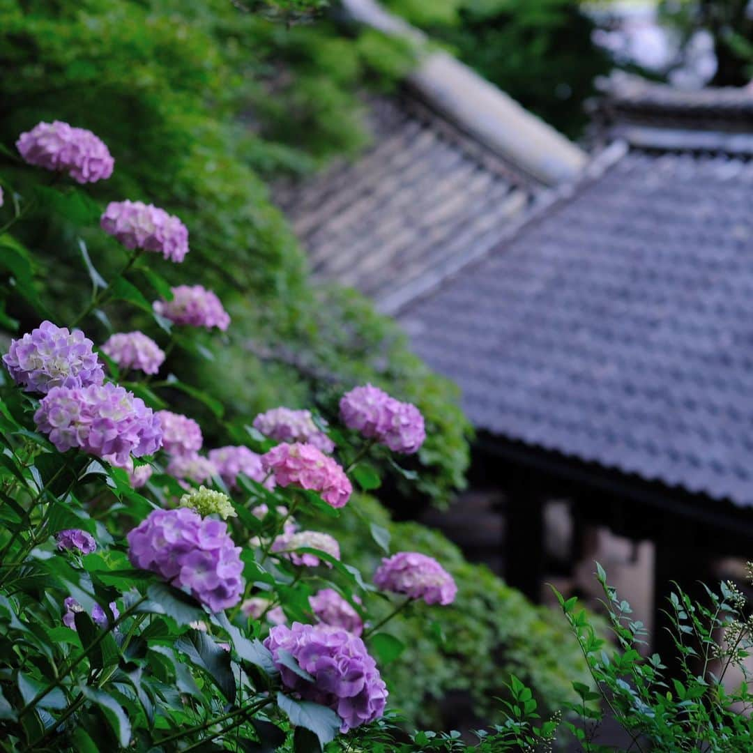 奈良 長谷寺 / nara hasederaさんのインスタグラム写真 - (奈良 長谷寺 / nara hasederaInstagram)「#安治佐為 のうつろい  When the #hydrangea changed color, the chief priest of @hase_dera changed.  #長谷寺 #奈良長谷寺 #総本山長谷寺 #花の御寺 #奈良 #hasedera #hasederatemple #temple #japan #japanesetraditional #pilgrimage #nara #tourism #sightseeing #japanesetemple #西国 #西国三十三所 #霊場 #巡礼 #四寺巡礼 #長谷寺が好き」6月15日 18時08分 - hase_dera