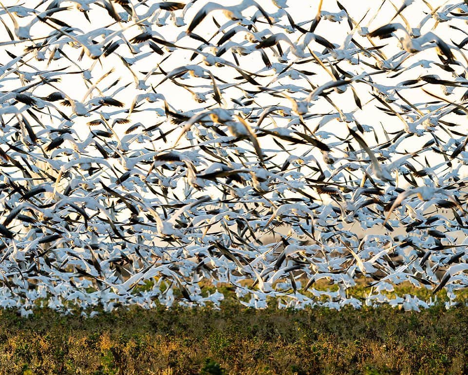 National Geographic Travelさんのインスタグラム写真 - (National Geographic TravelInstagram)「Photos by @stephen_matera | Snow geese winter on farmland in the Skagit River Delta area. The snow geese migrate from Wrangel Island in the Arctic each year and spend fall and winter along the delta, where they number in the tens of thousands. It's pretty amazing to watch thousands of large birds take flight en masse, and the sound can be deafening. #snowgeese #skagitriver #wildlife」6月16日 5時04分 - natgeotravel