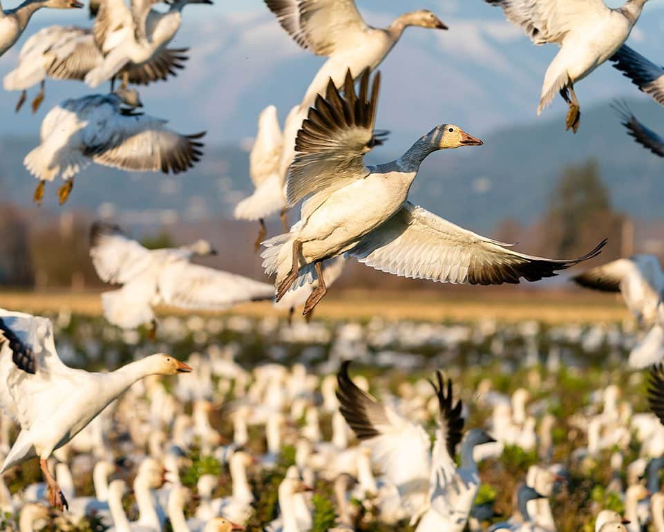 National Geographic Travelさんのインスタグラム写真 - (National Geographic TravelInstagram)「Photos by @stephen_matera | Snow geese winter on farmland in the Skagit River Delta area. The snow geese migrate from Wrangel Island in the Arctic each year and spend fall and winter along the delta, where they number in the tens of thousands. It's pretty amazing to watch thousands of large birds take flight en masse, and the sound can be deafening. #snowgeese #skagitriver #wildlife」6月16日 5時04分 - natgeotravel