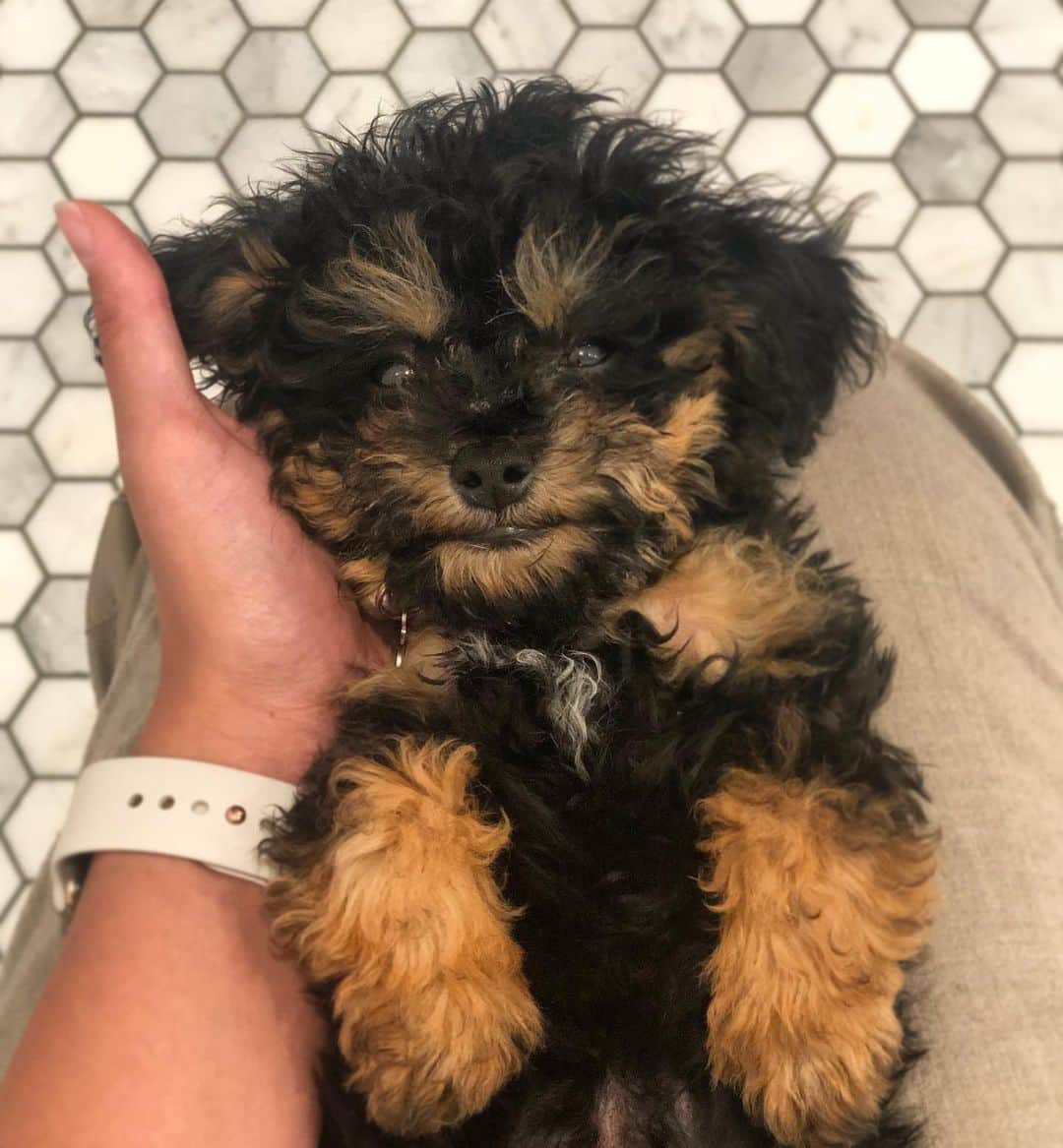 トーライ・ケリーのインスタグラム：「welcome to the world my second child ✨⚡️ @dobbymurillo」