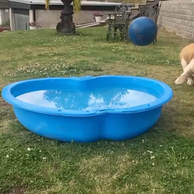 Bodhi & Butters & Bubbahのインスタグラム：「In it to win it 🙌🏻 . . . . . #bulldog #bff #goals #dog #play #date #puppy #love #bestoftheday #in #it #to #win #ball #life #dogsofinstagram 💗 @winstonandbentley」