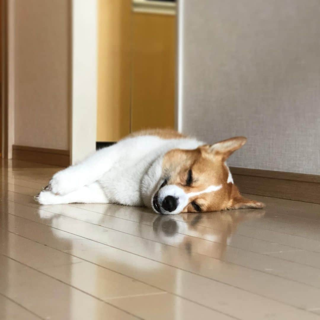 IMALUさんのインスタグラム写真 - (IMALUInstagram)「笑いながら昼寝をする女 #corgi #コーギー」6月15日 19時54分 - imalu_0919