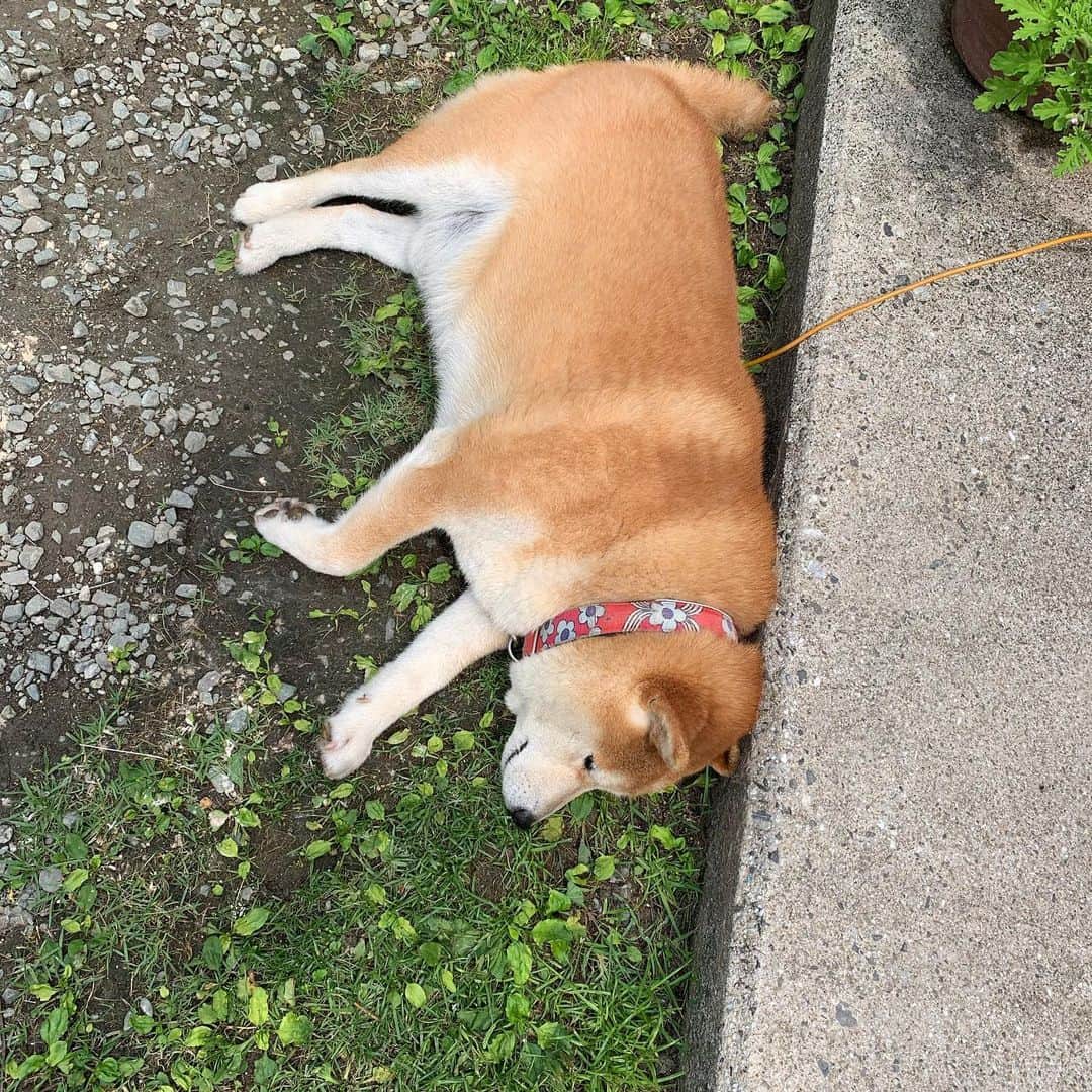 柴犬 たろさんのインスタグラム写真 - (柴犬 たろInstagram)「*. タロのうんこの💩おもちゃが、 道端に落ちてたようで、Facebookに投稿されてました。 投稿した後、無事にタロの元に届けてくれました。  昨日、車のタイヤの下敷きになってたので、うん子つけたまま、走ったんでしょうね 🚗³₃Boooon!!💩 ✩ *  #タロのおもちゃ💩バレてる #友達が見つけて持ってきたよ #shibainu #japanesedog #柴犬」6月15日 19時58分 - tarochantarochan