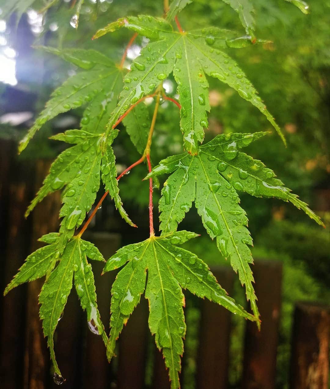 宮島マリーナのインスタグラム：「雨が . あがったょぉ . . . #梅雨 #雨 #紅葉 #もみじ #水玉 #夏 #箱根 #rainyseason #rain #raindrops #momiji #momijileaves #summer #hakone」