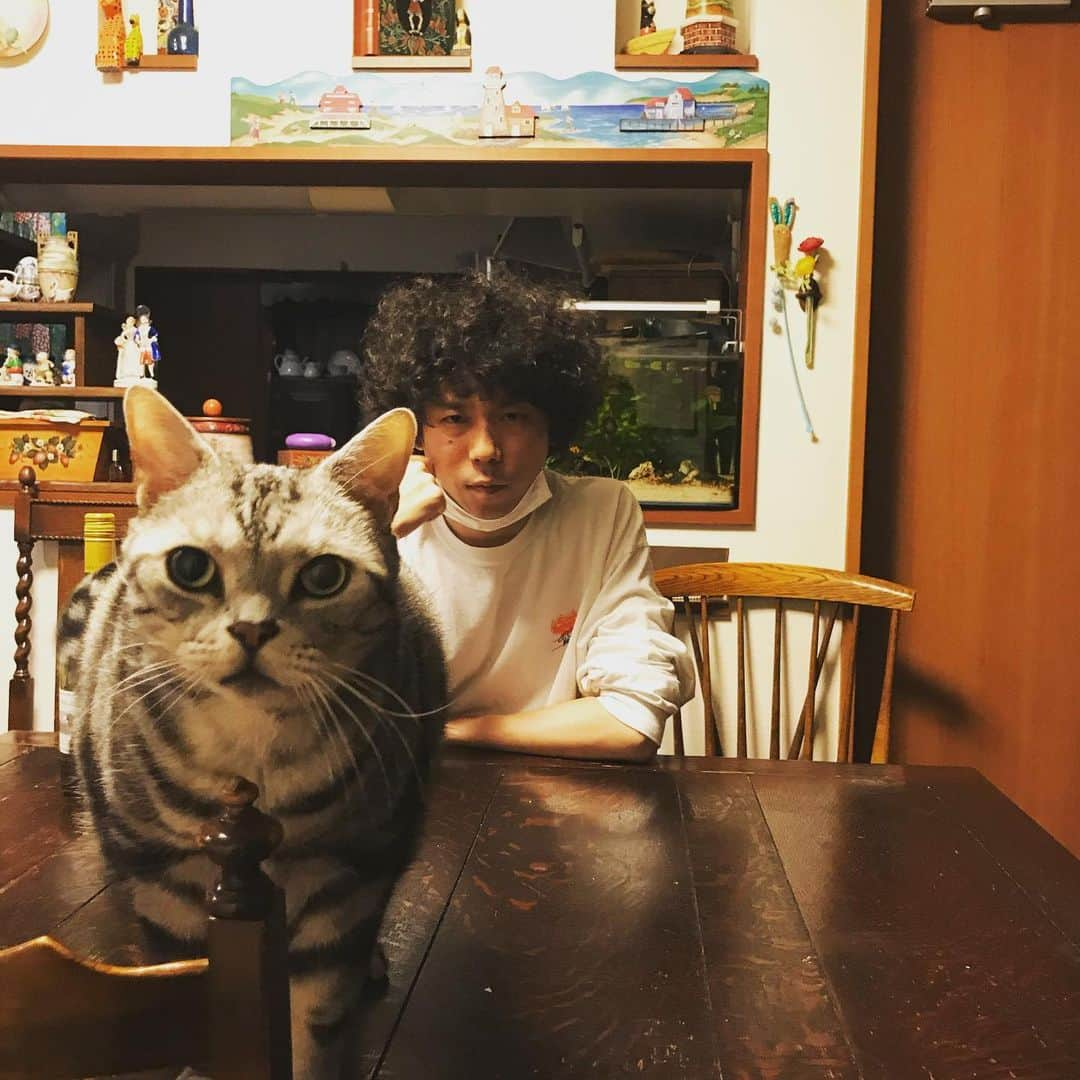 THE BAWDIESさんのインスタグラム写真 - (THE BAWDIESInstagram)「キリッ！ 真顔も可愛いやつめ。。 でも待てよ、人間の年齢だとテトも50歳くらいのおっさんか、、50歳のおっさんなのに可愛いって最強だなお前！ うらやましいぜ！  by taxman  #実家の猫　#テト　#ナウシカ #猫アレルギー」6月15日 20時21分 - thebawdies