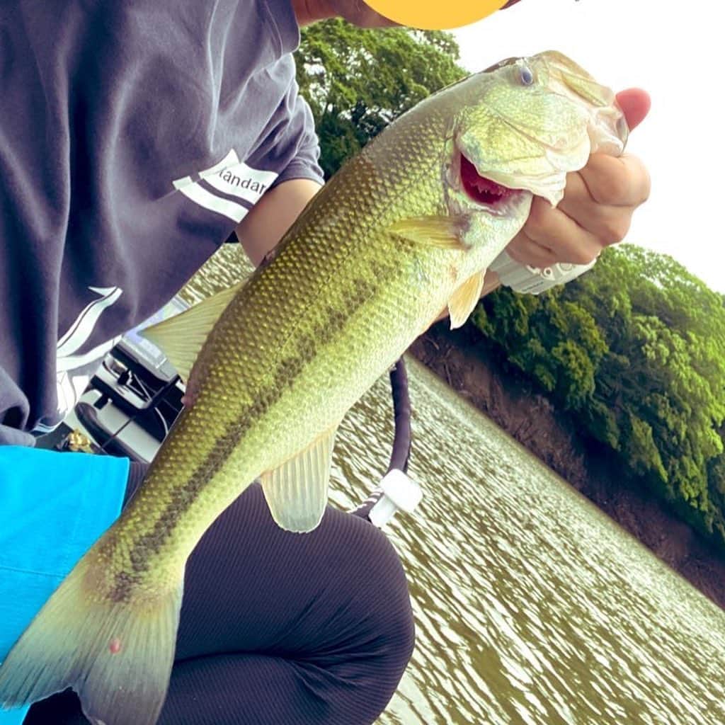 会一太郎のインスタグラム：「生きてます、お久しぶりです、琵琶湖とか戸面とか行ってました。 琵琶湖に関してはボート屋のお兄さんと船の持ち主にしか会ってないので地元の買い物より精神衛生上良かったです。  ところで、今年に入ってなんだかんだ釣れた数100本超えました。完全に戸面原パワーですが。  #ブラックバス #釣り #japan #bassfishing #琵琶湖 #戸面原ダム」