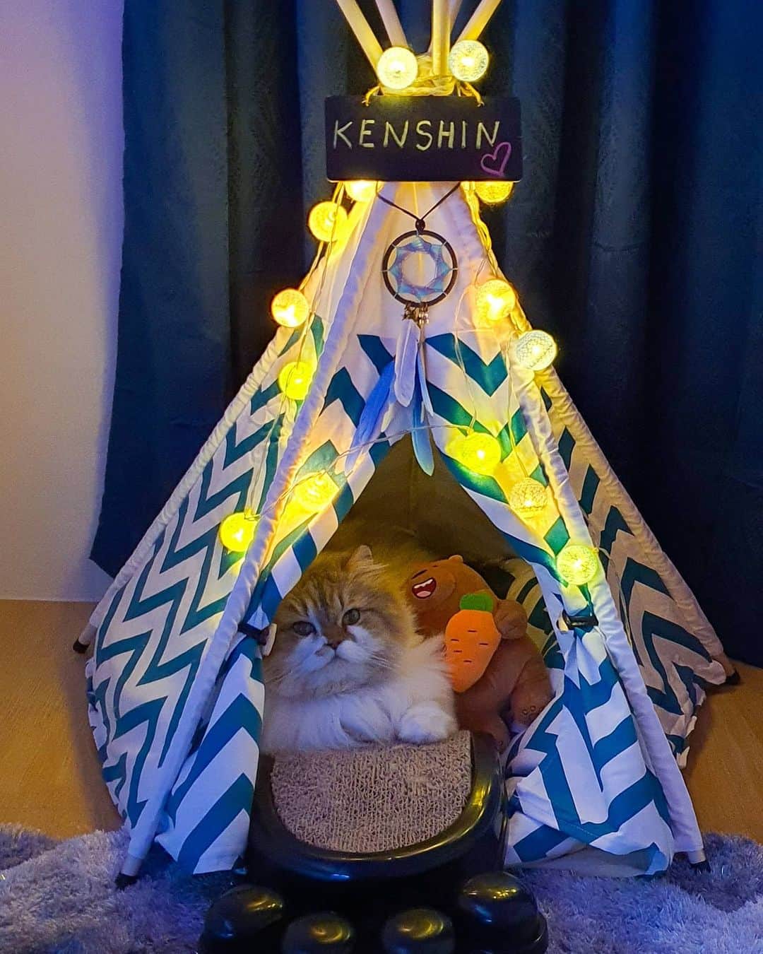 Kenshin & Chloeyさんのインスタグラム写真 - (Kenshin & ChloeyInstagram)「🏕 Yey! Me got my own teepee now 😊♥️ #letschill#catteepee#」6月15日 20時43分 - kitty.chloeykenshin