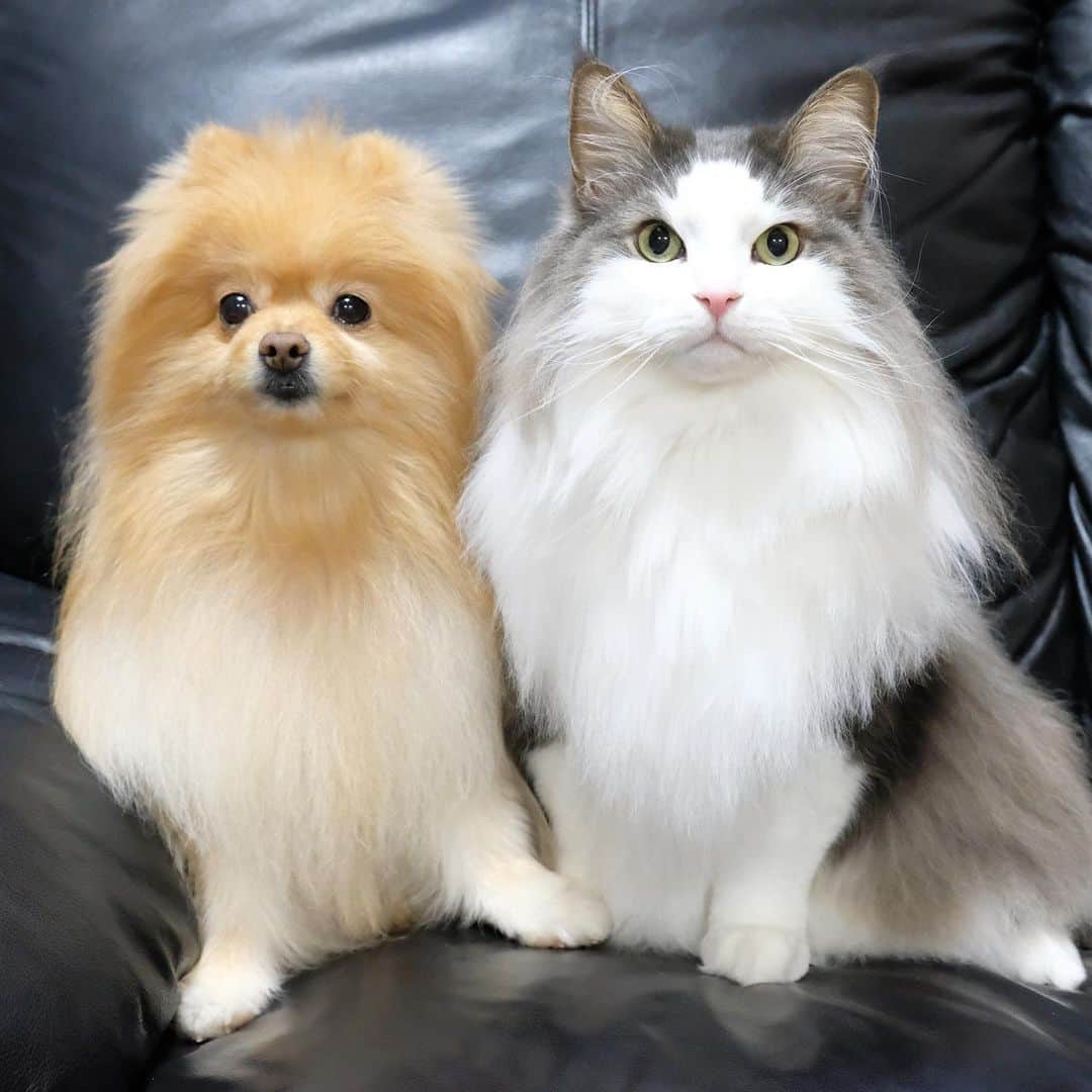 Hanaさんのインスタグラム写真 - (HanaInstagram)「こうやって見ると 同じサイズ感に見えるよね * 実際は体重が倍、違うけど * 可愛いなぁ〜… * イライラするくらい可愛い😂 * * ブログ更新しました♪ http://kedamakyoudai.blog.jp/ #NorwegianForestCat#Pomeranian#japan#catlover#doglover#dogs#cat#Kawaii#fluffy#pom#fluffydog#catsofinstagram#dogsofinstagram#fluffycat#ノルウェージャンフォレストキャット#ポメラニアン#pecoいぬ部#ペコねこ部#犬と猫のいる暮らし#かわいい#cute#cutecat#cutedog#funny#funnydog#funnycat#いぬのきもち#ねこのきもち#ライブドアインスタブロガー」6月15日 20時50分 - mofu2family