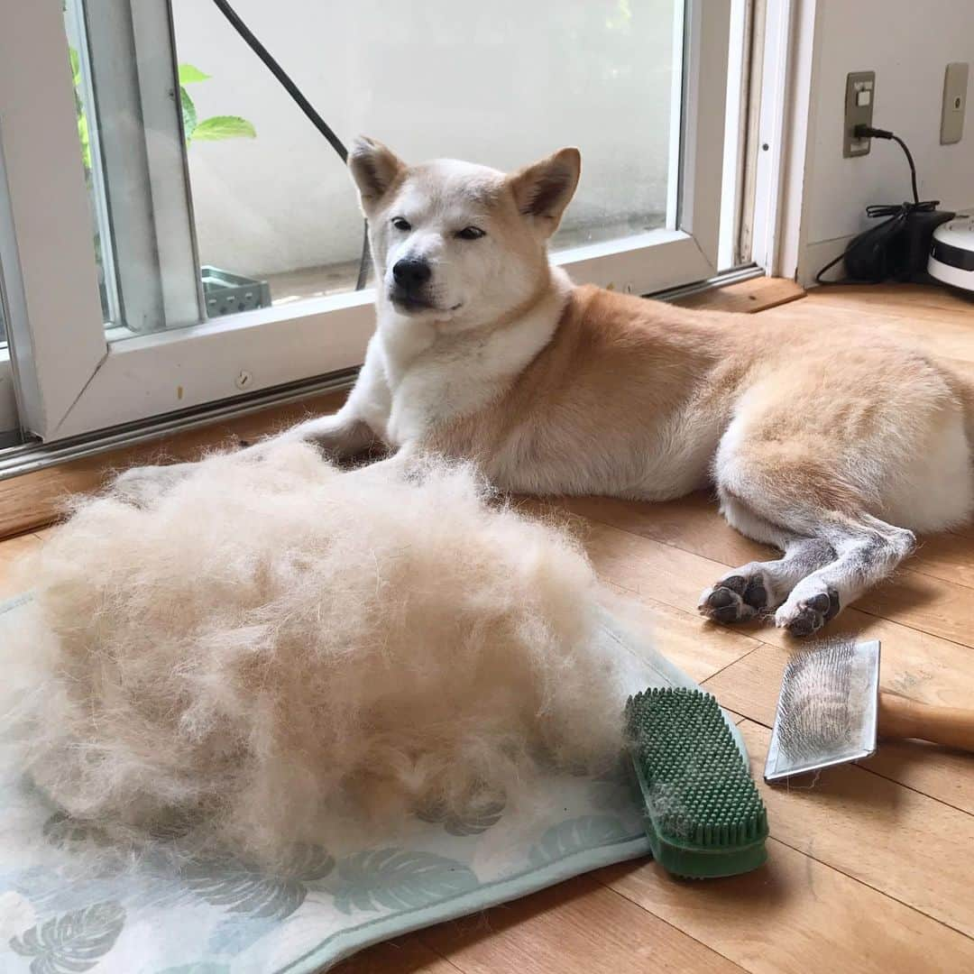 柴犬リリコのインスタグラム