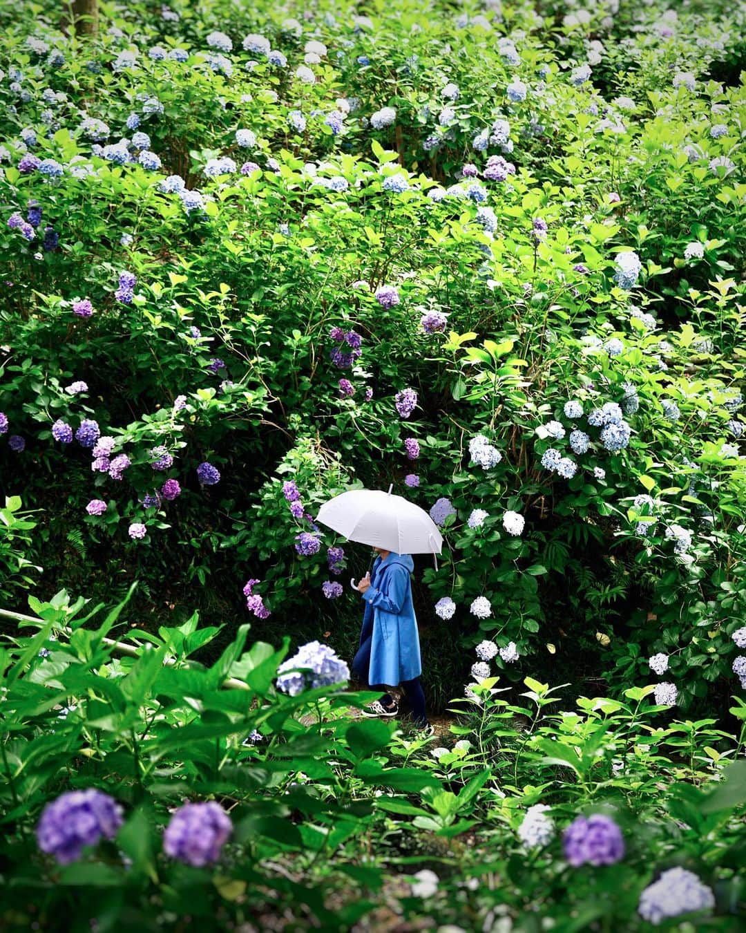 Koichiさんのインスタグラム写真 - (KoichiInstagram)「| 天気雨 | Sun shower . #Hellofrom #Nara #BeautifulJapan . #矢田寺 #奈良 . 毎年楽しみにしていたこの紫陽花。今年はどうかなと思って調べてみたら、紫陽花苑は閉苑で、しかもなんと全て剪定されてしまっていた…悲しい . 写真は一昨年のものです .」6月15日 21時08分 - koichi1717