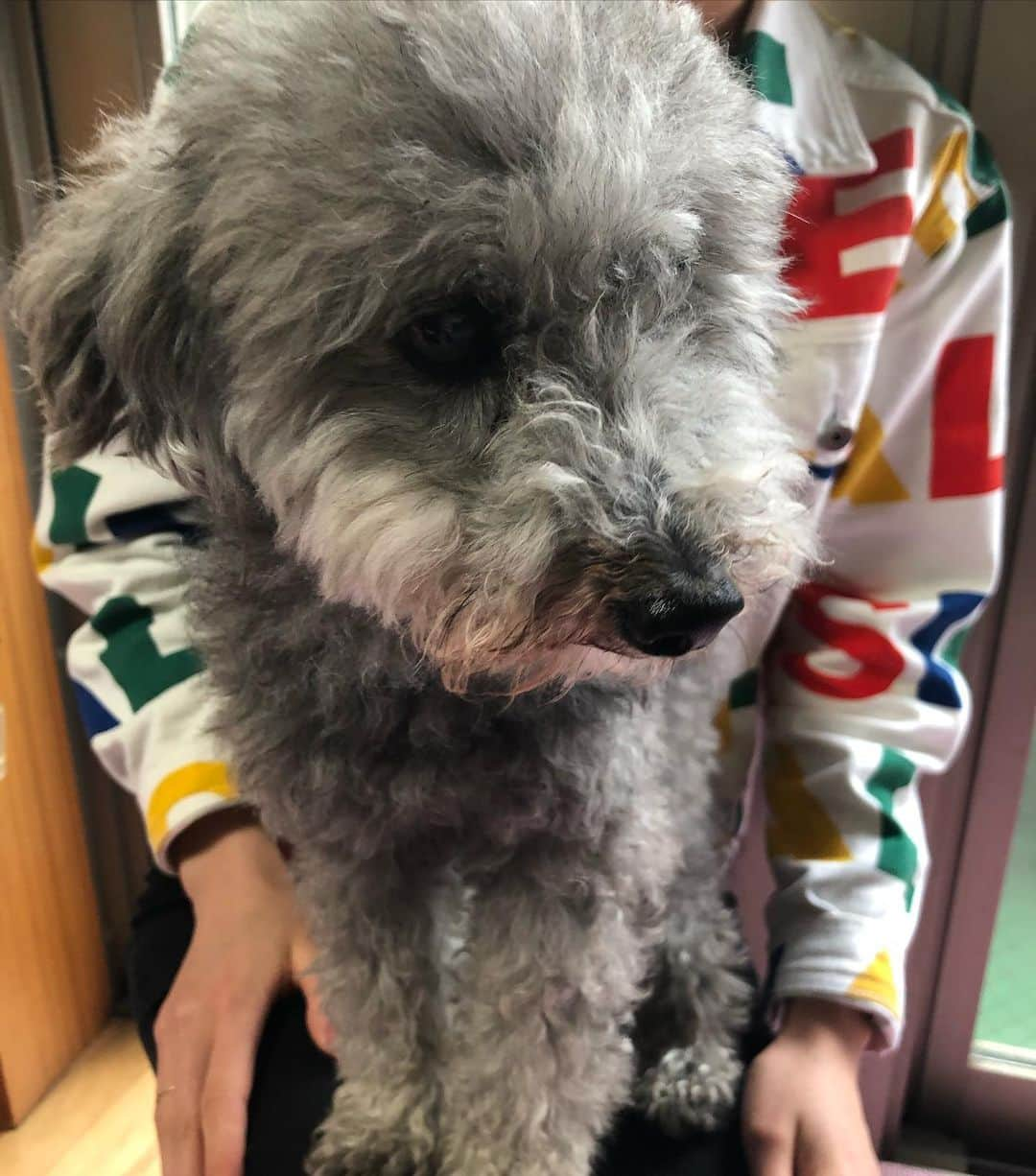 橘モニカさんのインスタグラム写真 - (橘モニカInstagram)「Woody was sooo cute 💕 I want a dog sooo much 🥺 (Even though Jiji is kind of becoming a dog lol) . . . . . #cute #dog #greypoodle #poodle #style #desigual #fashion #model #可愛い #犬 #プードル #スタイル #ファッション #モデル #귀여워 #귀여운 #개 #푸들 #스타일 #패션 #모델」6月15日 21時14分 - monikatachibana