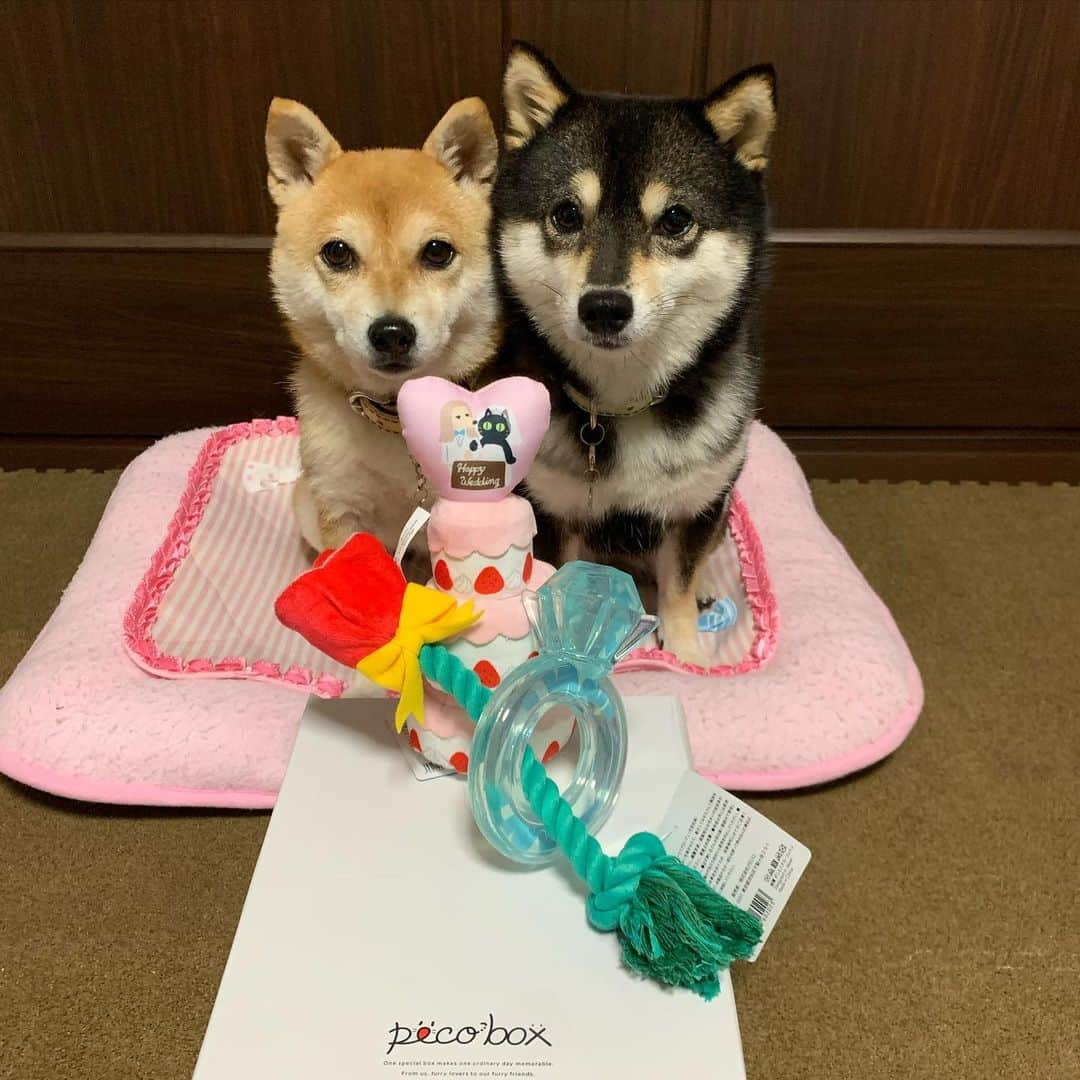 豆柴なつ&ふゆさんのインスタグラム写真 - (豆柴なつ&ふゆInstagram)「@pecobox_official arrived😊‼️ 6月号のペコボックス😊‼️ #pecobox #6月号 #toy #オモチャ #シバフル#柴犬#豆柴#mameshiba #shiba #shibainu #shibagram #todaysdog #柴犬マニア #shibalovers #instashiba #shibasofinstagram  #iloveshiba #shibaaaaainu #mofmo #犬バカ部 #instadog #dogstagram #dogsofinstagram #🐕📷 #しばいぬ #shiba_snap  #shibalove #ふわもこ部 #pecodogs #japanesedog」6月15日 21時23分 - mameshiba.natsuinu56